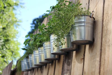 This isn’t my first time growing herbs. Sadly, my last batch died when they weren’t getting enough sun in my shady backyard. I was determined to grow my little herb garden, but needed t… Fence Herb Garden, Kitchen Window Herb Garden, Hanging Herb Gardens, Window Herb Garden, Herb Garden Pots, Hanging Herb Garden, Fence Planters, Plants Hanging, Hanging Herbs