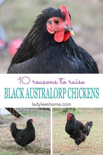 Black Australorp Chickens, Australorp Chickens, Australorp Chicken, Black Australorp, Heritage Chickens, Laying Chickens, Raising Farm Animals, Types Of Chickens, Urban Chickens