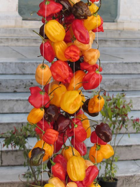 Finally, a use for all that dental floss. Drying Peppers Hang, Thanksgiving Church Decorations, Chile Ristra, Chili Peppers Decor, Julius Peppers, Herb Drying, Fried Goat Cheese, Dried Chili Peppers, Chili Cookoff