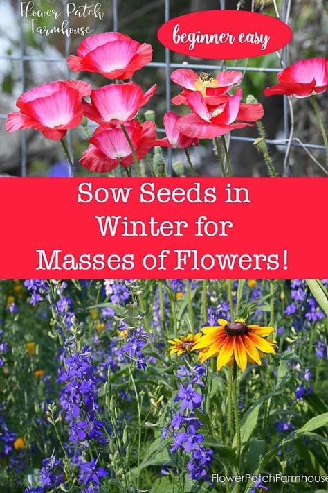 Winter sow these flower seeds for earlier bloom and masses of color on a budget. Beginner garden easy and fun. The kids will love doing this too. An easy way to get masses of flowers for a small amount of money. Re-purpose items as mini greenhouses. #easygardening #gardentips Beginner Gardening, Bush Beans, Cut Flower Garden, Beautiful Flowers Garden, Garden Pests, Fall Plants, Easy Garden, Garden Cottage, Greenhouses