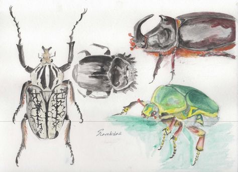 Scarabaeidae Beetle studies by KeraJoan.deviantart.com on @DeviantArt Bug Wall Art, Bugs Painting, Watercolor Bugs, Bug Watercolor, Bug Painting, Terracotta Home Decor, Insects Painting, Beetle Painting, Artstyle Reference