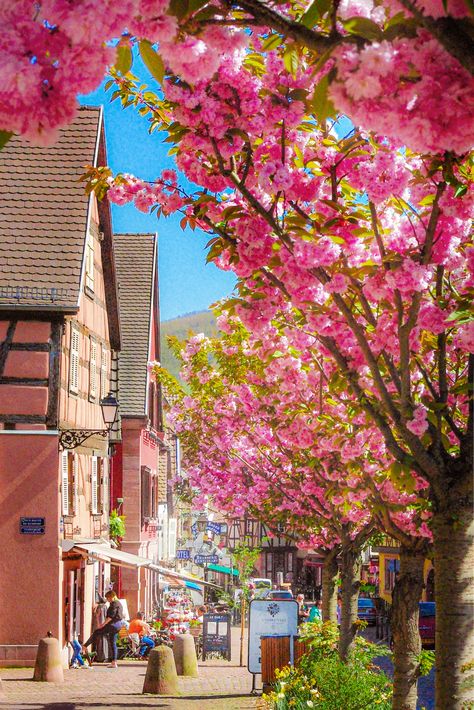 Discover the charming village of Kaysersberg on the Alsace Wine Route! . . . #Kaysersberg #hautrhin #Alsace #FrenchMoments #France #GrandEst Strasbourg Cathedral, Grand Est, St Pierre, Beautiful Flowers Garden, Picture Postcards, Spring Aesthetic, Medieval Town, Beautiful Villages, Cheer You Up