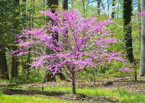 Eastern Redbud Tree, Eastern Redbud, Redbud Tree, Red Bud, Magnolia Trees, Ornamental Trees, Rosy Pink, Pink Blossom, Flowering Trees