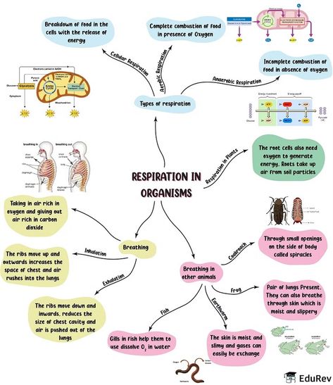 Mindmap: Respiration in Organisms - Science Class 7 PDF Download Science Respiratory System, Respiratory System Notes, Organisms Science, Biology Class 11, Neet Notes, Human Body Projects, Math Models, Biology Projects, Plant Notes