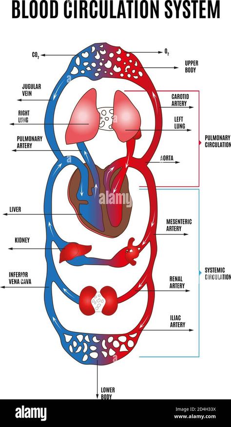 Blood Circulation Diagram, Circulatory System Diagram, Circulation Diagram, Human Circulatory System, Circulatory System, Medical Knowledge, Blood Circulation, Blood Flow, Nervous System