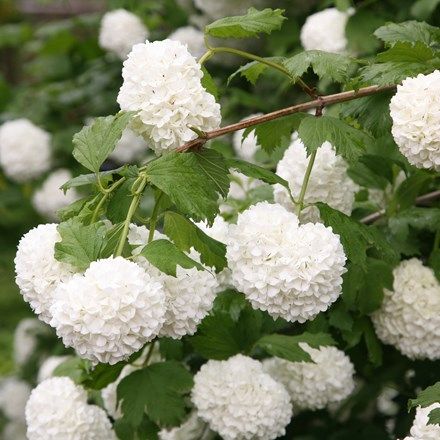 Viburnum Snowball, Viburnum Opulus Roseum, Snowball Tree, Highbush Cranberry, Snowball Viburnum, Knot Garden, June Flower, Viburnum Opulus, Flower Identification