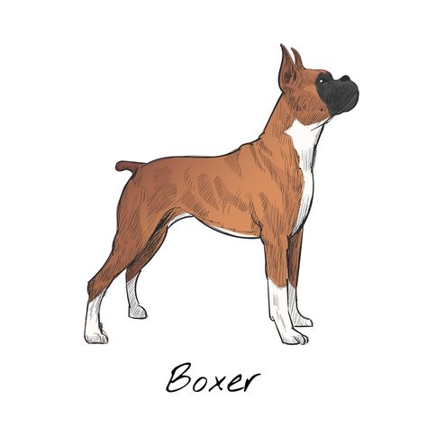 Boxer Dog Drawing, Boxer Dog Tattoo, Dog Names Unique, Dog Design Art, Boxer Dogs Art, Cartoon Dogs, Animals Illustration, Dog Sketch, Dog Icon