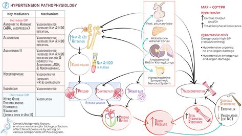 Hypertension: Pathophysiology Mean arterial pressure is determined by cardiac output and total peripheral resistance (aka, systemic vascular pressure). Thus, hypertension, which is elevated blood pressure, is the result of increased cardiac output and/or increased total peripheral resistance. Cardiac output is the product of heart rate and stroke volume. Stroke volume is determined by preload and contractility. Blood volume contributes to preload, by way of increased venous return. The degree Increased Intracranial Pressure Nursing, Intercranial Hypertension, Renin Angiotensin Aldosterone System, Mean Arterial Pressure, Pathophysiology Of Hypertension, Pulmonary Artery Catheter, Coronary Arteries Disease Nursing, Adrenal Cortex, Increase Heart Rate