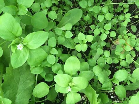 Chickweed benefits are numerous but chickweed plants can be an invasive weed too. Chickweed control tips and how to kill chickweed naturally in your garden. Bugleweed Benefits, Chickweed Plant, Bugleweed Ground Cover, Chickweed Benefits, Carpet Bugleweed, Ground Cover That Chokes Out Weeds, Growing Your Own Food, Live Frugally, At Family