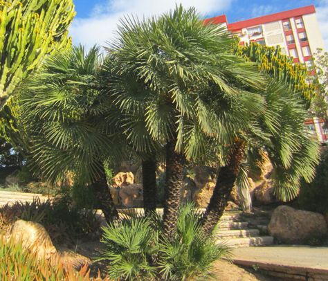 Mediterranean Palm Tree, Mediterranean Fan Palm, Cold Hardy Palm Trees, European Fan Palm, Arizona Backyard, Desert Area, Dry Desert, Hot Desert, Fan Palm