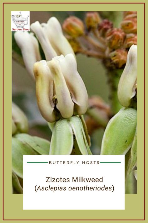 Whitish-yellow flower of zizotes milkweed (Asclepias oenotheroides). The Monarch, Herbaceous Perennials, South Central, Garden Shop, Monarch Butterfly, Wikimedia Commons, Yellow Flowers, Perennials, Alexander