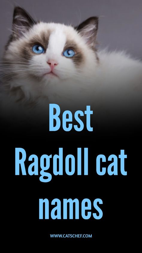 With their friendly, well-tempered, and affectionate personality and super-soft fluff, it’s no wonder these little bundles of joy are many cat parents’ first choice. Looking like living stuffed animals, Ragdoll cats are loved by many children around the world. And, there’s a place for them in the heart of grownups, too. #catschef #cat #cats #kitten #kittens #catlover #catlovers #catlife #catoftheday #meow #pets #cute #love #animals #animallovers #kitty #kittycat #persiancat #mainecoon Ragdoll Cats And Kittens, Ragdoll Cat Tattoo, Ragdoll Cat Names, Ragdoll Cat Aesthetic, Kitten Names Girl, Girl Cat Names, Unique Cat Names, Funny Cat Names, Cute Cat Names