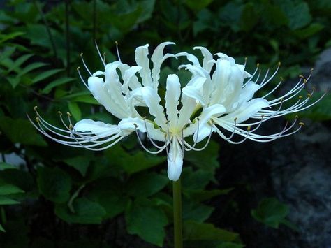 White Spider Lily, Ethereal Flowers, Weird Flowers, Aesthetic Ethereal, Red Spider Lily, Goth Garden, Spider Lily, White Spider, Nothing But Flowers