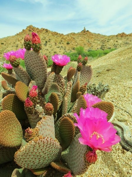 Beavertail Cactus Sunset With Flowers, Beavertail Cactus, American Desert, Cactus Paintings, Desert Pink, Blooming Cactus, Prickly Pear Cactus, Desert Life, Flower Art Print