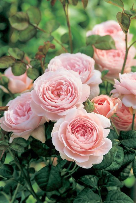 Queen Of Sweden Rose, Rose Garden Landscape, British Rose, Queen Of Sweden, American Garden, Rose Queen, Rose Varieties, Cicely Mary Barker, Cut Flower Garden