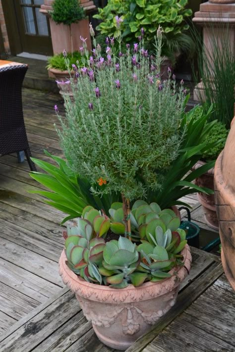 Planters With Lavender, Lavender Pots, Lavender Topiary, Pot Gardening Ideas, Lavender In Pots, Potted Lavender, Container Herb Garden, Topiary Plants, Growing Lavender