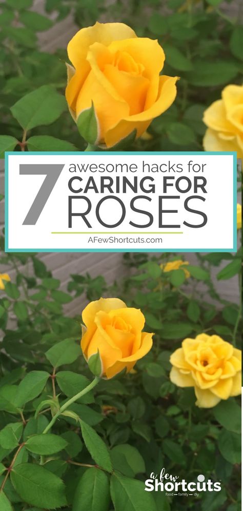 Growing Roses For Beginners, Knock Out Roses Care, How To Care For Roses, Roses Not Blooming, Caring For Roses, Gardening Table, Roses Garden Care, Gardening Beds, Rose Hedge