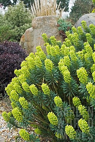 EUPHORBIA_CHARACIAS_WULFENII_LAMBROOK_GOLD Alaska Gardening, Euphorbia Characias, Beach House Landscaping, Planting Schemes, Pine Garden, Round Patio, Painting The Roses Red, Eco Garden, Gravel Garden