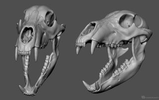 Skull Open Mouth, Canine Skull, Drawing Mouth, 3d Monster, Bear Skull, Horse Skull, Dog Skull, Skull Model, Wolf Skull