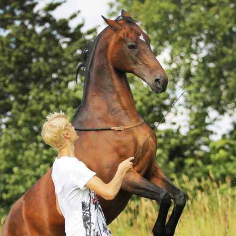 New Blog! 📝 Natural Horsemanship : What is it all about? 🤔 We are delighted to be stocking a new brand which holds Natural horsemanship at its core. Freedom Riding Articles produce top quality bareback pads, bitless bridles and many other accessories to help you on your natural horsemanship journey. Read more about them here 👇 https://loom.ly/rPhOmBc #randrcountry #naturalhorsemanship #freedomridingarticles #joinupmethod #horses #equine #horseriding #barebackpad #bitlessbridle Bitless Bridle, Natural Horsemanship, Bridles, News Blog, Loom, Hold On, Stockings, This Is Us, Horses