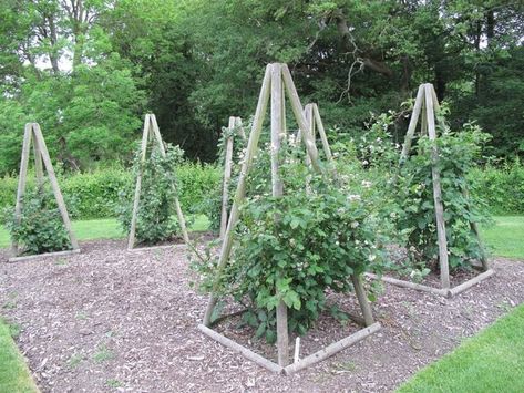 homemade tomato cages from wood | Found on britishgardentour.blogspot.com Tomatoe Cage, Garden Trellis Designs, Plant Cages, Tomato Trellis, Deer Proof, Growing Tomato Plants, Rock Rose, Diy Trellis, British Garden