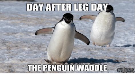 15 Down Right Hilarious Penguin Memes Leg Day Quotes, Leg Day Memes, After Leg Day, Gym Humour, Gym Quote, Workout Memes, Gym Memes, The Penguin, Gym Humor