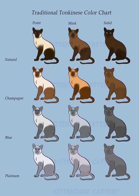 Colorpoint Cat, Cat Genetics, Tonkinese Kittens, Tonkinese Cat, Herding Cats, Tonkinese, Cat Anatomy, Kittens For Sale, Siamese Kittens