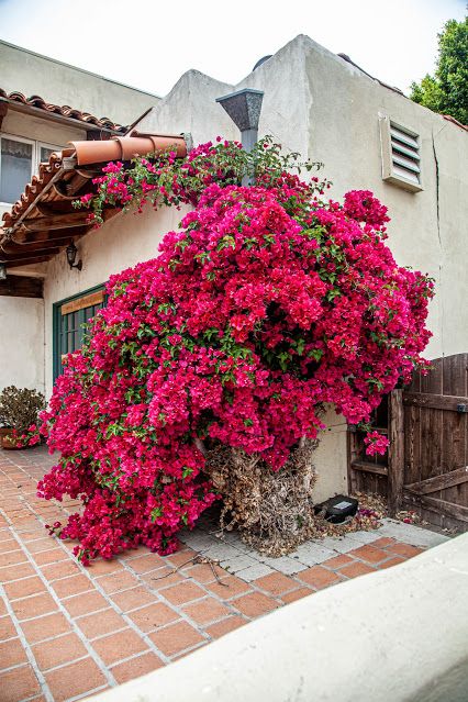 Walking Arizona: Bougainvillea Bougainvillea Tree, Four O Clock, Bougainvillea, Permaculture, The Flowers, Renewable Energy, The Search, Trees To Plant, Flower Power