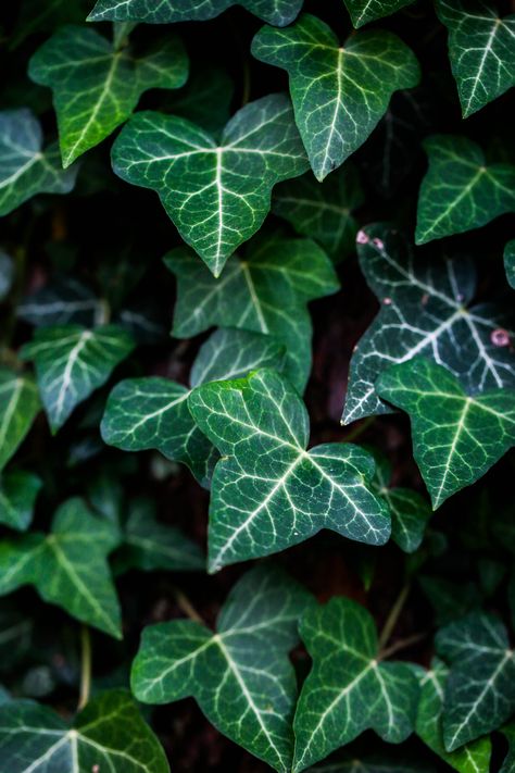 Poison Ivy Leaves, Ivy Tattoo, Ivy Flower, Jungle Gardens, Green Knight, Leaf Photography, English Ivy, Green Inspiration, Ivy Plants