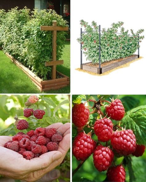 How to grow giant Raspberries in Raised Beds - Farm Pet Green Raspberries Raised Beds, Transplant Raspberry Bushes, Raspberry In Garden, Growing Raspberries Raised Beds, Raised Raspberry Bed, Backyard Raspberry Patch, Raspberry Garden Bed, How To Contain Raspberry Bushes, How To Plant Raspberries Bushes