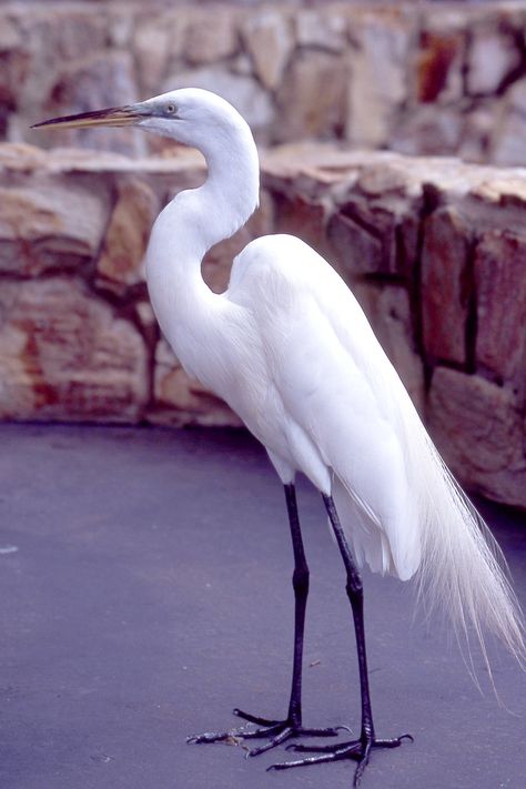 Crane | Crane from Sea World | Matana_and_Jes | Flickr Names Of Birds, Beach Wallpaper Iphone, Snowy Egret, Heron Art, Bird People, Coastal Birds, White Crane, White Egret, Watercolor Subjects