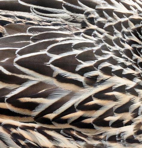 Feathers Feathers Texture, Feather Identification, Animal Texture, Gamebirds, Feather Texture, Black Duck, Eagle Feathers, Art Appliqu�é, Art Corner