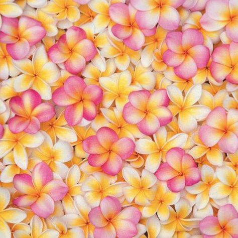 Plumeria Background, Plumeria Flowers, Floral Border Design, Hawaiian Flowers, Pink And Yellow, Exotic Flowers, Tropical Paradise, Tropical Flowers, Love Flowers