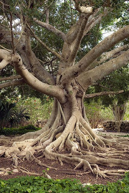 Ceiba Tree.  Ceiba is the name of a genus of many species of large trees found in tropical areas. Some species can grow to 230 ft tall or more, with a straight, largely branchless trunk that  culminates in a huge, spreading canopy, and buttress roots that can be  taller than a grown person. Ceiba Tree, Be Taller, Weird Trees, Large Trees, Yucatan Mexico, Old Trees, Tree Trunks, Ancient Tree, Unique Trees