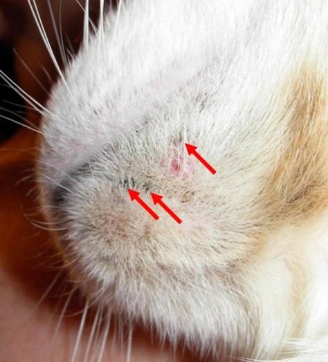 Script-Girl: Feline Acne Feline Acne, Thread Veins, Pet Recipes, Laser Skin Rejuvenation, Acne Scarring, Acne Causes, Acne Solutions, Laser Skin, Skin Tightening