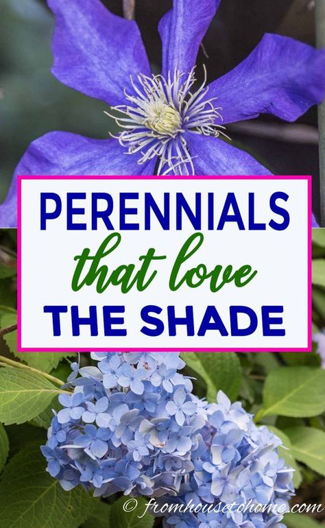 Gorgeous Plants That Grow In Shade - Gardening @ From House To Home Shade Loving Plants For Containers, Flower Bed Under Tree, Shade Plants Container, Shade Loving Shrubs, 90s House, Plants Under Trees, Garden Shade, Shade Shrubs, Shade Loving Perennials