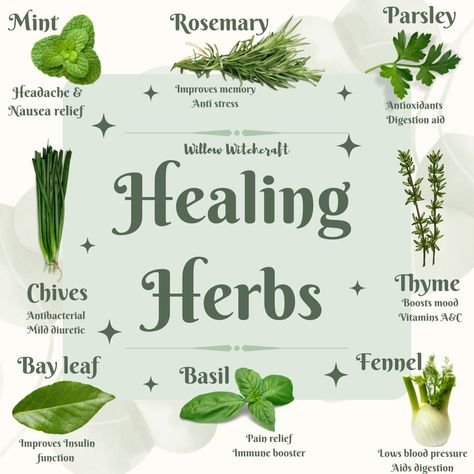 Health Herbs Witchcraft, Healing Herbs Witchcraft, Witch Plants, Goddess Maat, Herbal Garden, Nausea Relief, Witch Herbs, Green Witchcraft, Color Healing