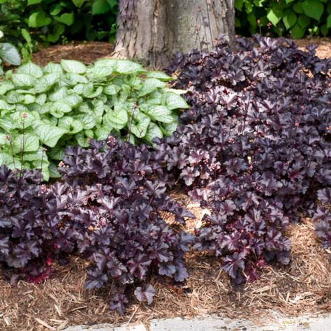 12 Black Perennials | Walters Gardens, Inc. Coral Bells Plant, Yellow Perennials, Black Mondo Grass, Pink Perennials, Coral Bells Heuchera, Orange Plant, Lenten Rose, Yellow Plants, Coral Bells