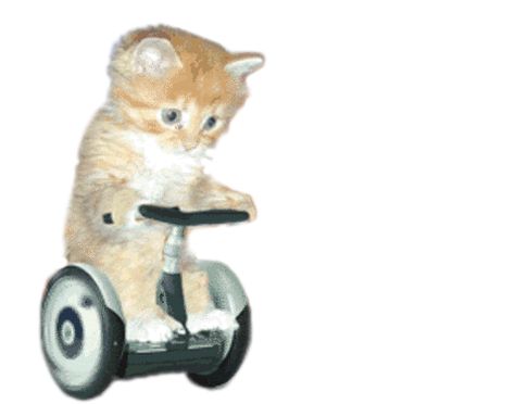 Transparent Cat Gif, Cute Transparent Gif, Segway Scooter, Transparent Icons, Cat Transparent, Gif Transparent, Transparent Gif, Ugly Cat, Söt Katt