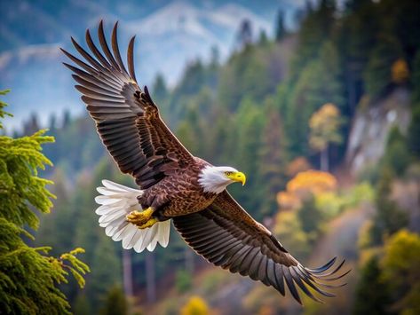 Photo a bald eagle flies through the air... | Premium Photo #Freepik #photo Bald Eagle Photography, Bald Eagle Flying, Mercedes Wallpaper, Eagle Images, Eagle In Flight, Mountain Background, Animals Photography, Flying Eagle, Spirit Animals