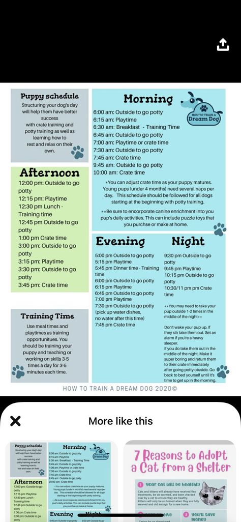 Puppy Starter Kit List, Dog Starter Kit List, Puppy Potty Training Schedule, Puppy Training Timeline, New Puppy Schedule While Working, Puppy Crate Training Schedule, Puppy Socialization Checklist, Puppy Kit, Potty Training Schedule