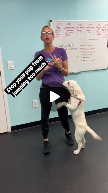 Doggy News Hub on Instagram: "Here is a training tip to stop dogs from jumping too much.  Video Credit: dynamitedogtraining on Tiktok" How To Get Your Dog To Stop Jumping, How To Stop Dog From Jumping On People, Dog Jumping On People, Stop Dog From Jumping On People, Jumping Dog, Cat Things, Dog Training Videos, St Bernard, Dog Activities