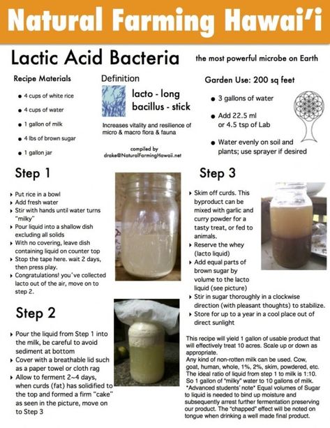 KNF Police – LAB Lacto Bacillus (Recipe) – Natural Farming Hawaii Organic Insecticide, Organic Gardening Pest Control, Organic Pesticide, Natural Farming, Compost Tea, In Harmony With Nature, Natural Fertilizer, Harmony With Nature, Food Forest