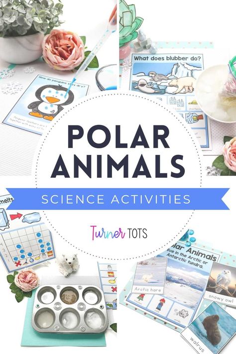 Embrace the frigid temperatures and invite your preschoolers along with you to discover the chill of the Arctic wilderness. Explore Arctic animal adaptations, conduct experiments, and view photographs as you dive into each of the Polar Animal Science Activities. Perfectly crafted to implement seamlessly with your polar animal-themed activities and centers in your primary classroom. Don’t hesitate! Bundle up and live in the moment with each Arctic animal preschool science activity. Artic Animal Prek Activities, Animals Science Activities, Polar Animals Preschool Activities, Animal Science Experiments, Animal Science Activities, Animal Math, Turner Tots, Polar Animals Preschool, Polar Activities