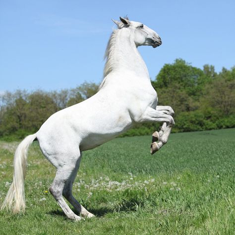 The Lipizzaner Horse is considered a horse of royalty. Lippizan Horse, Lippizaner Horses, Lipizzaner Horse, Lippizaner, Secretariat Horse, Horse Standing, Haflinger Horse, Horse Information, Rasy Koni