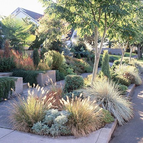 Gardening Beds, Reka Bentuk Landskap, Taman Air, Australian Native Garden, Drought Tolerant Garden, Modern Front Yard, Wildlife Garden, Drought Tolerant Landscape, Grasses Landscaping