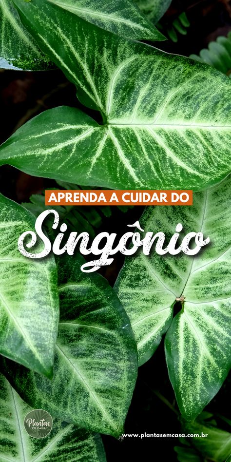 Folhas da planta Singônio ao fundo, verdes e bastante matizadas de branco com o título aprenda a cuidar do Singônio