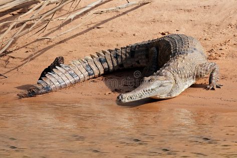 Salt Water Crocodile, Freshwater Crocodile, Animals List, Kakadu National Park, Northern Territory Australia, Nile Crocodile, Awake At Night, Bottlenose Dolphin, Grey Fox