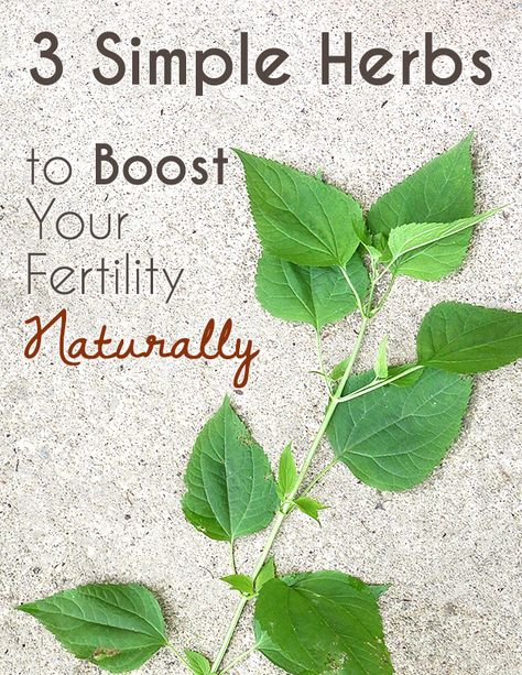 Herbs For Fertility, Boost Fertility Naturally, Fertility Tea, Help Getting Pregnant, Fertility Help, Fertility Foods, Fertility Problems, Fertility Health, Fertility Diet