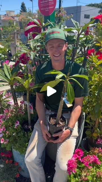 Armstrong Garden Centers on Instagram: "🌸 9 Things You Might Not Know About Plumerias 🌸

🌺 Although famous for Hawaiian leis, plumerias are actually native to Central and South America. 🌵 They have succulent stems that store water, making them drought-resistant. 🪴 Plumerias thrive when planted in cactus soil, which provides excellent drainage. 🌞 These beauties love lots of sunlight and can tolerate heat well. 🌸 The common name “frangipani” comes from an Italian nobleman, Marquis Frangipani, who created a perfume that had a similar fragrance. 🌼 Their sweet fragrance intensifies in the evening to attract pollinators. 💧 The flowers can last up to several days when picked and placed in water. ✂️ Plumerias can be propagated easily from cuttings. - prune in late winter if they need a tr Plumeria Care, Hawaiian Leis, Tropical Backyard, Hawaiian Lei, Garden Centers, Sweet Fragrance, Plumeria Flowers, Drought Resistant, Attract Pollinators